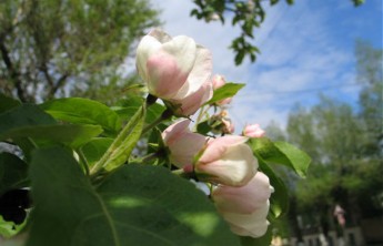 Улицы Абакана украсят яблони и дубы