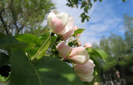 Улицы Абакана украсят яблони и дубы