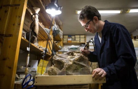 Российские палеонтологи открыли новый вид динозавров - сибиротитаны