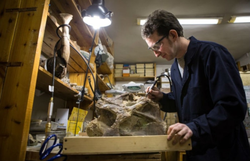 Российские палеонтологи открыли новый вид динозавров - сибиротитаны