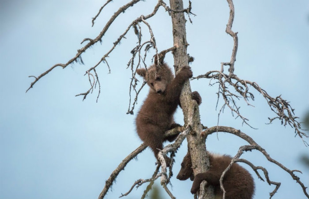 На окраину Красноярска к жилым домам вышли два медвежонка