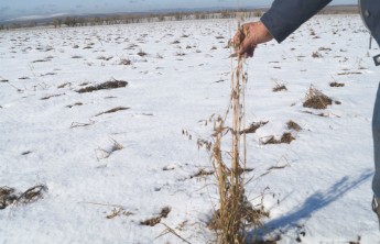 Аграрии Хакасии получили более 100 млн рублей за погибший под снегом урожай