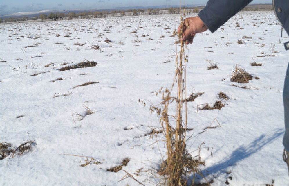 Аграрии Хакасии получили более 100 млн рублей за погибший под снегом урожай
