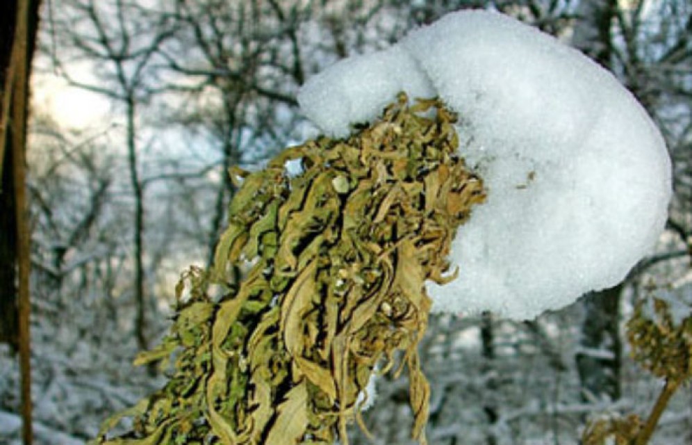 Житель Черногорска собирал марихуану под снегом 