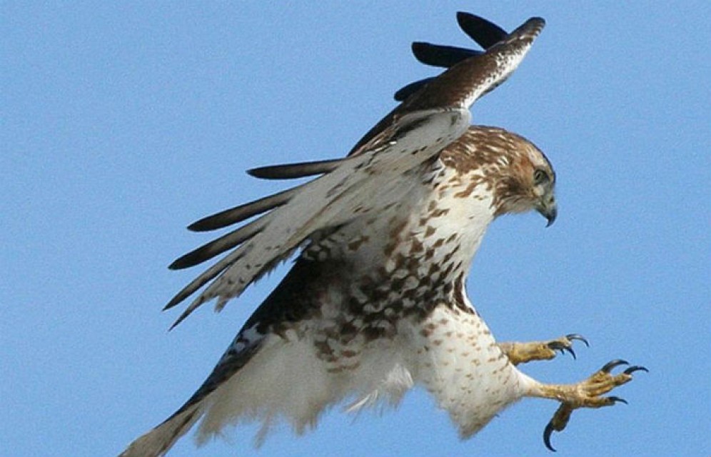 Осевший в России уроженец Сирии собрал банду, переправлявшую соколов на арабский Восток