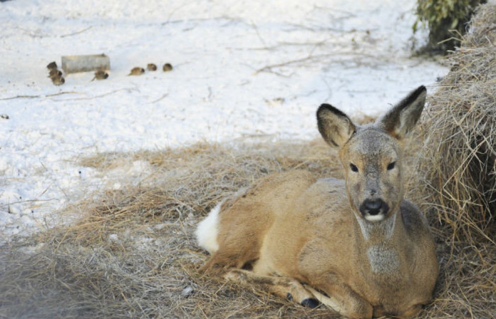 Республиканский зоопарк в морозы организовал индивидуальный подход ко всем животным