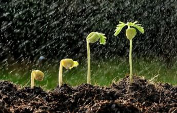 Разработанные красноярскими учеными наночастицы ускоряют рост растений