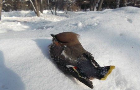 Пьяные свиристели и дрозды падают с веток в Новосибирске