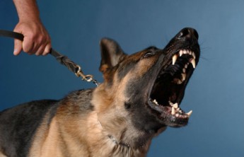 Собаки чаще кусают эмоционально нестабильных людей