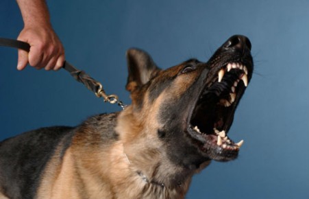 Собаки чаще кусают эмоционально нестабильных людей