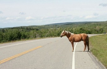 В Хакасии пассажирская ГАЗель столкнулась с лошадью, пострадал водитель