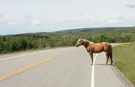 В Хакасии пассажирская ГАЗель столкнулась с лошадью, пострадал водитель