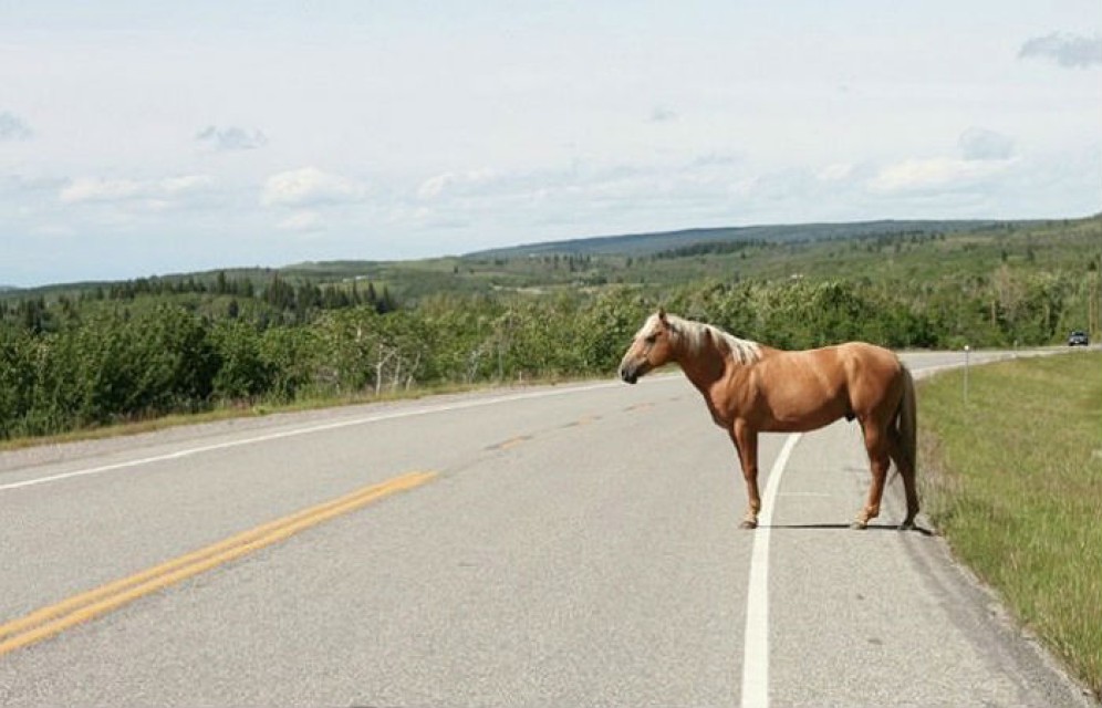 В Хакасии пассажирская ГАЗель столкнулась с лошадью, пострадал водитель