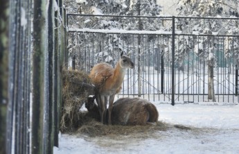 Абаканский зоопарк подготовил акцию к Дню защитника Отечества