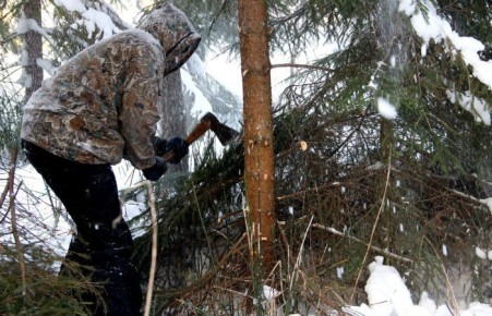 В Хакасии лесной инспектор хотел помочь другу и совершил служебный подлог