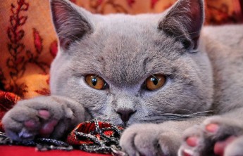 Названы самые популярные коты среди россиян