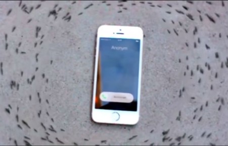 Хоровод муравьев вокруг iPhone озадачил пользователей сети