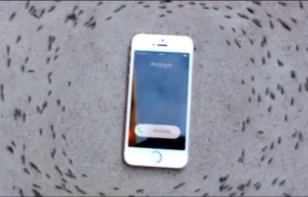Хоровод муравьев вокруг iPhone озадачил пользователей сети