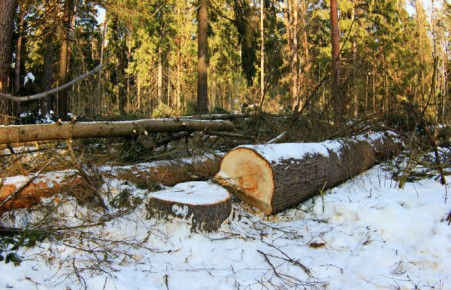 В Хакасии будут судить горе-лесорубов, по вине которых погиб человек