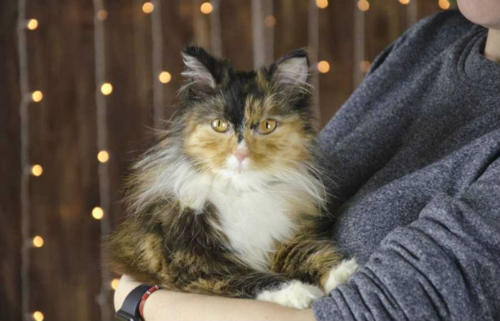 В Хакасии бездомных животных сфотографируют для календаря