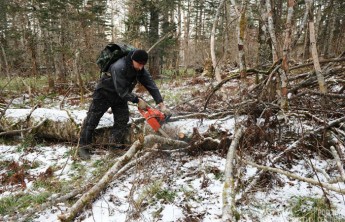 Госдума разрешила свободно собирать валежник с 2019 года