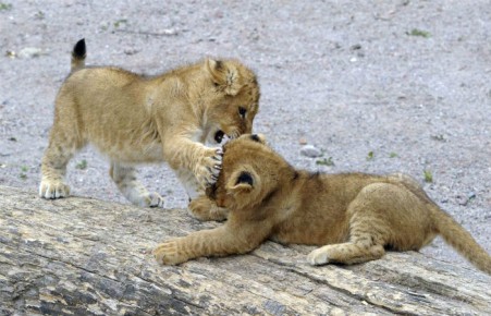 В Абаканский зоопарк из Москвы могут приехать львица и львенок