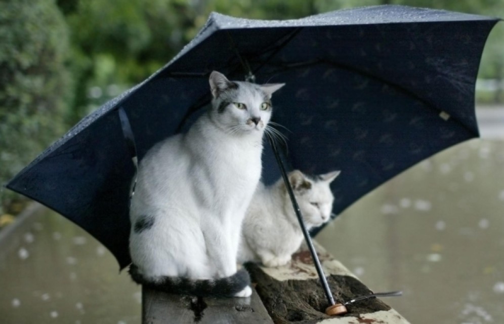 Длинная рабочая неделя будет в Хакасии теплой и дождливой