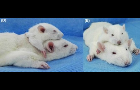 Ученые: Операция по пересадке головы состоится в 2020 году