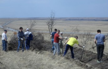 Облепиха зимой защитит саяногорскую трассу от снежных заносов