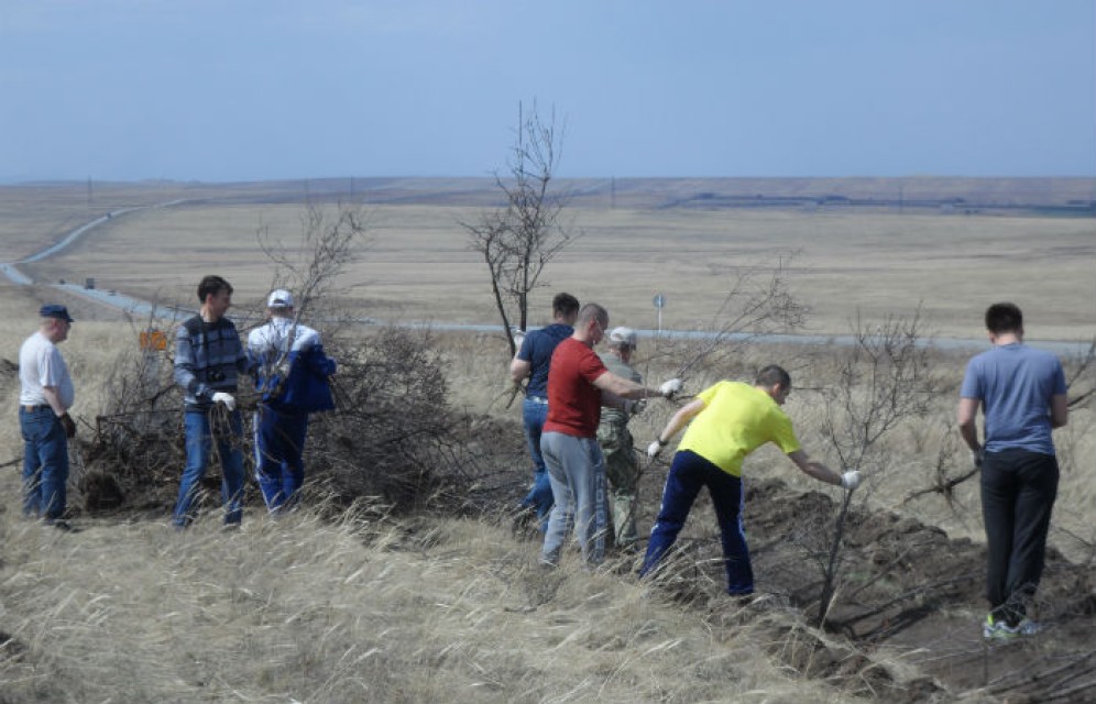 Облепиха зимой защитит саяногорскую трассу от снежных заносов