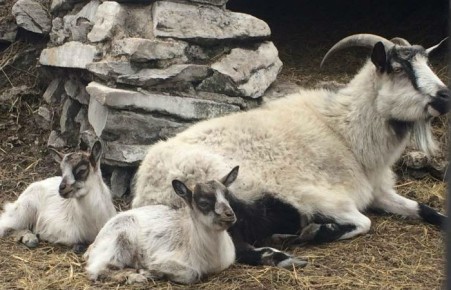 В Абаканском зоопарке родились козлята и волчата