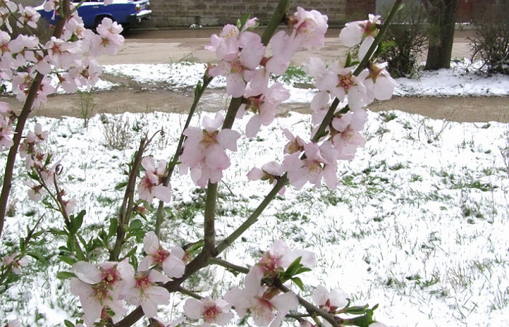 В Кузбассе на праздники выпало 10 сантиметров снега