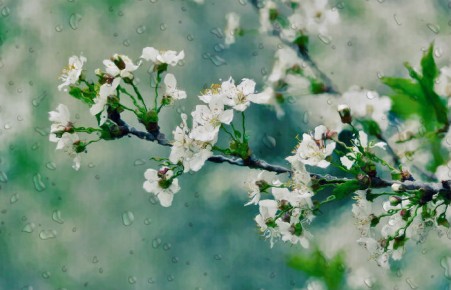 Рабочая неделя в Хакасии будет прохладной и дождливой