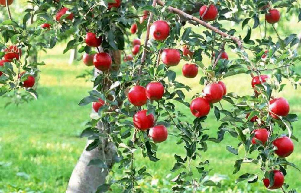 Жители Абакана вырастят городской фруктовый сад