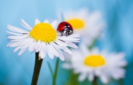 Жителей Хакасии ждет прохладный июнь