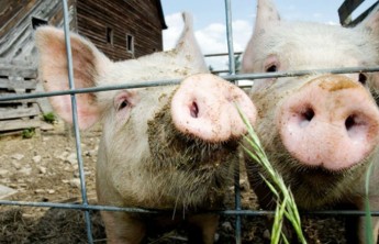 В Хакасии отказ покормить свиней едва не стоил жизни работнику фермы