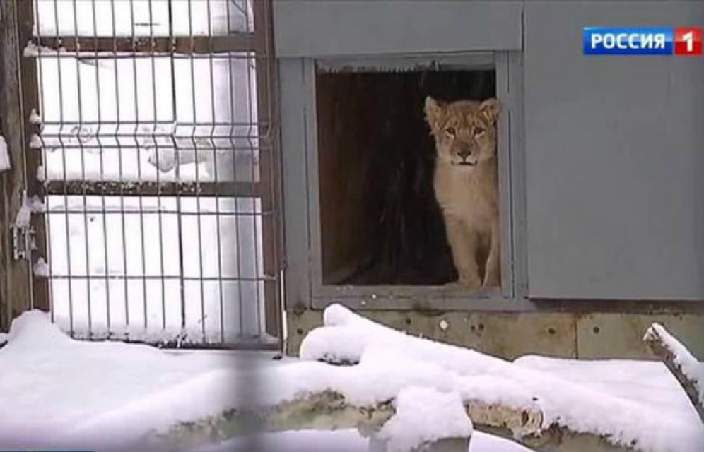Львенок из Подмосковья переедет в абаканский зоопарк