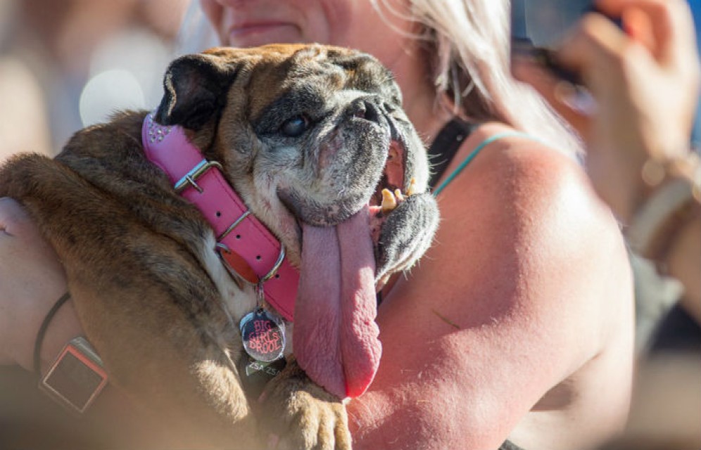 Названа самая уродливая собака в мире