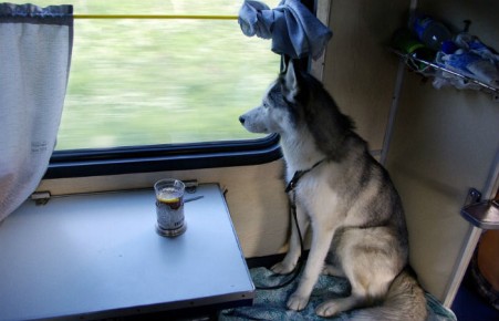 Кошкам, хомякам и черепахам разрешили ездить в поездах без хозяев