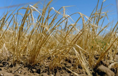 В Хакасии из-за июньской засухи гибнут посевы