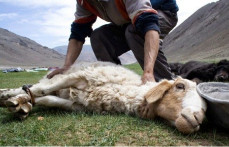 В Хакасии работник фермы украл овец, сварочный аппарат и сбежал в соседний регион