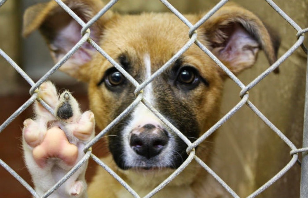 В Хакасии построят приют для бездомных  собак