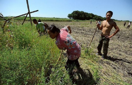 Дальневосточные гектары отдадут китайцам
