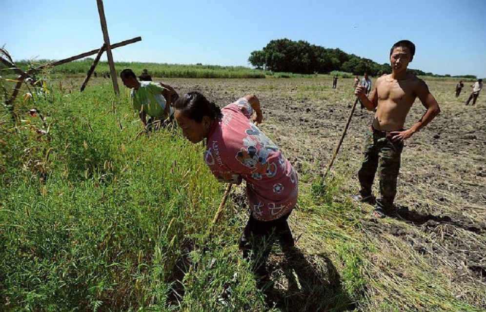 Дальневосточные гектары отдадут китайцам