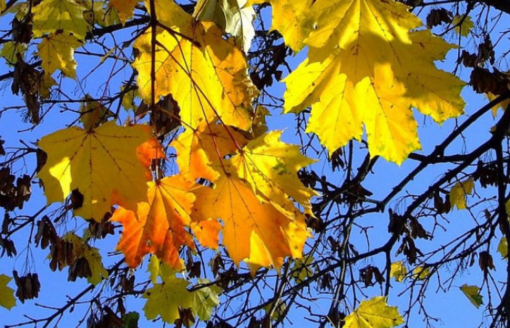 Последние сентябрьские выходные порадуют жителей Хакасии теплом