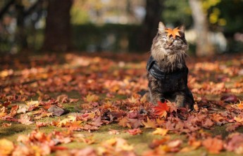 Жителям Хакасии пообещали теплую неделю