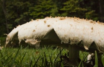 Ученые обнаружили самый большой организм на Земле