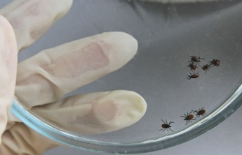 Россиян предупредили о вирусе энцефалита в сыром молоке