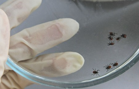 Россиян предупредили о вирусе энцефалита в сыром молоке