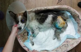 Собака, которая лишилась двух лап на разрезе в Хакасии, нашла дом в Германии